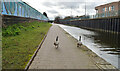 Canada Geese, The Nottingham Canal, Nottingham