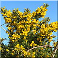 Gorse on Dogstone Hill