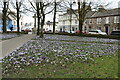 Crocus at Kirkcudbright