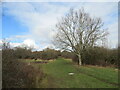 Path on Ashtead Common