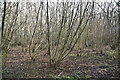 Coppicing, Shipbourne Forest