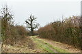 Burston: Track known as Market Lane