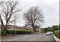 Mature trees on Bryansford Avenue