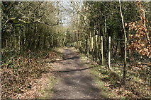 TQ4163 : London Loop path in the woods near Holwood House by David Martin