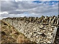 Drystone Wall,  Hill of Shebster