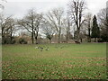 Geese in Abbey Park, Leicester