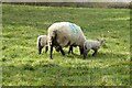 SP1941 : A ewe and lambs by Philip Halling