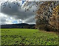 Field along the Abberley Circular Walk