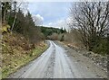 Forestry road in Dyfnant Forest