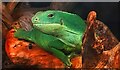 Lau Banded Iguana at The Vivarium - Manchester Museum