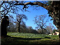 Snowdrops at Chaldons Farm