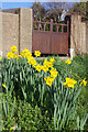 Daffodils at Hooe