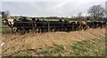 NY5162 : Cows behind fence in field on east side of A6071 by Roger Templeman