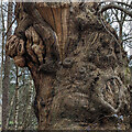 Tortured tree trunk, Tilgate Park, Crawley