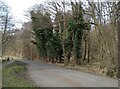 Ivy clad trees