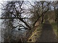 NS9294 : Path: Gartmorn Dam by Jim Smillie