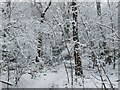 Upper Fell Greave Woods in the snow