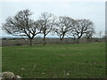 SH4959 : Coed ar derfyn cae blaenorol / Trees on a former field boundary by Christine Johnstone