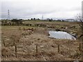 Pond, Craignaught