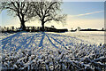 Bare trees, Moylagh