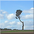 Isolated tree near Griff in Warwickshire