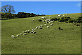 Sheep on Currarie Farm