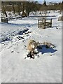 NY3606 : Lone sheep in the snow by Oscar