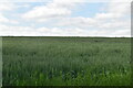 Wheat, Blackney Hill