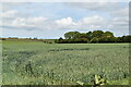 Wheat field