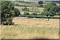 Gathering sheep near Kedleston