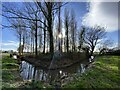 Copse of poplar and alder trees