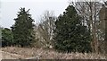 SO6040 : Trees at Stoke Edith Park by Fabian Musto