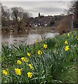 Daffodils along the River Severn at Bridgnorth