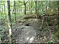 Badger setts in the woods near Fishcross