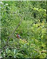 Bullfinch (Pyrrhula pyrrhula)