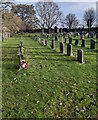 Headstones and trees, Bulwark, Chepstow