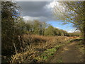 Footpath by the Pinxton Canal