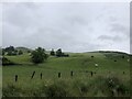 Cattle grazing, Clunebeg