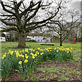 Thriplow: daffodils on The Green