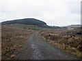 Logging road, Hyndhead Forest