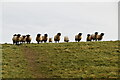 TQ6119 : Sheep by N Chadwick