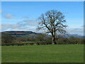 Pastoral scene near Thornton Steward