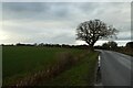 Tree beside Dam Lane