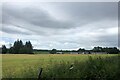 Field of barley near Milton