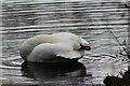 NZ2770 : Mute Swan on Killingworth Lake by Les Hull