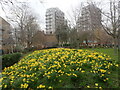 Daffodils in Kennington