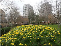 TQ3178 : Daffodils in Kennington by Marathon