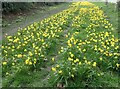 Daffodils in Barnes