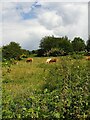 Cows at Larks Hill