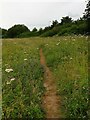 Overgrown footpath at Larks Hill